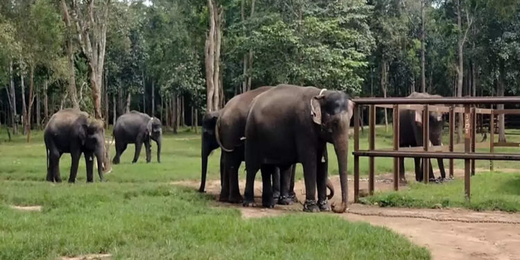 ಜನರಲ್ಲಿ ಆತಂಕ ಸೃಷ್ಟಿಸಿದ್ದ ಕಾಡಾನೆ ಕಾರ್ಯಾಚರಣೆಯಲ್ಲಿ ಸೆರೆ..!!