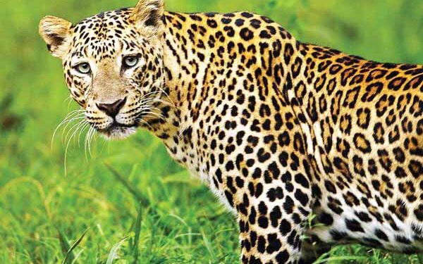 ಪರ್ಕಳ : ಮತ್ತೆ ಪ್ರತ್ಯಕ್ಷವಾದ ಚಿರತೆ : ಸ್ಥಳೀಯರಲ್ಲಿ ಹೆಚ್ಚಿದ ಆತಂಕ..!!