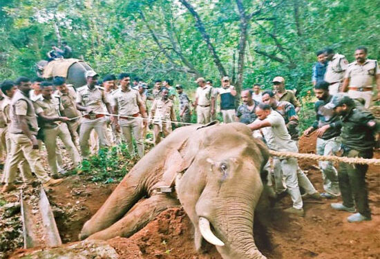 ಕುಂದಾಪುರ: ಗ್ರಾಮಸ್ಥರಲ್ಲಿ ಭಯದ ವಾತಾವರಣ ಸೃಷ್ಟಿಸಿದ್ದ ಕಾಡಾನೆ ಸೆರೆ..!!