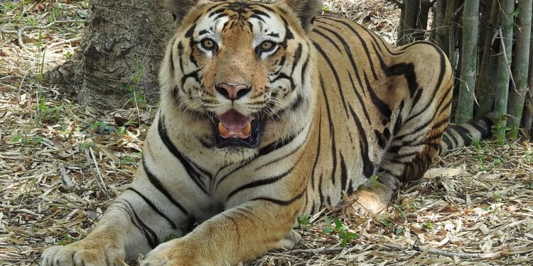 ಐದು ಹುಲಿಗಳ ನಿಗೂಢ ಸಾವು ಬೆನ್ನಲ್ಲೇ ಬಂಡೀಪುರದ ಗುಂಡ್ರೆ ಅರಣ್ಯ ಪ್ರದೇಶದಲ್ಲಿ ಮತ್ತೊಂದು ಹುಲಿ ಸಾವು..!!