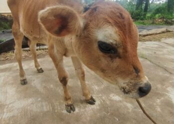 ಚಿರತೆ ದಾಳಿ. ದನದ ಕೊಟ್ಟಿಗೆಯಲ್ಲಿದ್ದ ಕರು ಪಾರು..!!