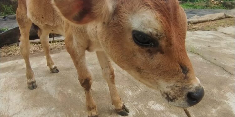 ಚಿರತೆ ದಾಳಿ. ದನದ ಕೊಟ್ಟಿಗೆಯಲ್ಲಿದ್ದ ಕರು ಪಾರು..!!