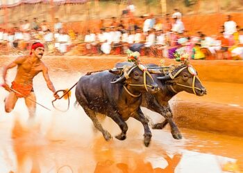 ನವೆಂಬರ್ 15 ರಿಂದ ಕಂಬಳ ಋತು ಆರಂಭ..!!