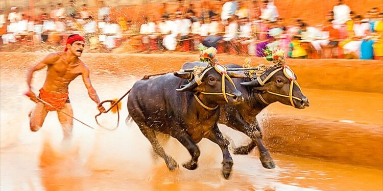 ನವೆಂಬರ್ 15 ರಿಂದ ಕಂಬಳ ಋತು ಆರಂಭ..!!