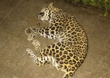 ಬ್ರಹ್ಮಾವರ : ಚಿರತೆ – ಬೈಕ್ ಗೆ ಡಿಕ್ಕಿ – ಸವಾರ ಗಂಭೀರ, ಚಿರತೆ ಸಾವು..!