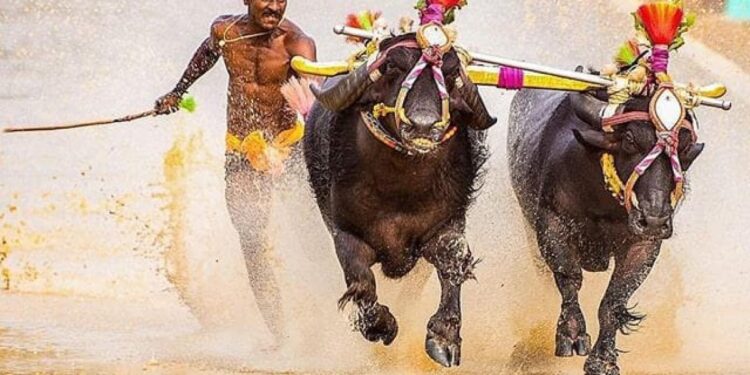 ಉಡುಪಿ: ಉಡುಪಿ ಜಿಲ್ಲಾ ಸಾಂಪ್ರದಾಯಿಕ ಕಂಬಳ ಸಮಿತಿಯಿಂದ ಕಂಬಳಗಳ ದಿನಾಂಕ ನಿಗದಿ..!!