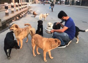 ಇನ್ಮುಂದೆ ಬೀದಿ ನಾಯಿಗಳಿಗೆ ಆಹಾರ ಹಾಕುವವರಿಗೆ ಗುರುತಿನ ಚೀಟಿ ಕಡ್ಡಾಯ : ನಗರಸಭೆ ಸೂಚನೆ.!!