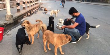 ಇನ್ಮುಂದೆ ಬೀದಿ ನಾಯಿಗಳಿಗೆ ಆಹಾರ ಹಾಕುವವರಿಗೆ ಗುರುತಿನ ಚೀಟಿ ಕಡ್ಡಾಯ : ನಗರಸಭೆ ಸೂಚನೆ.!!