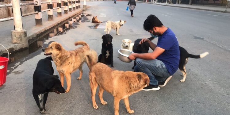 ಇನ್ಮುಂದೆ ಬೀದಿ ನಾಯಿಗಳಿಗೆ ಆಹಾರ ಹಾಕುವವರಿಗೆ ಗುರುತಿನ ಚೀಟಿ ಕಡ್ಡಾಯ : ನಗರಸಭೆ ಸೂಚನೆ.!!