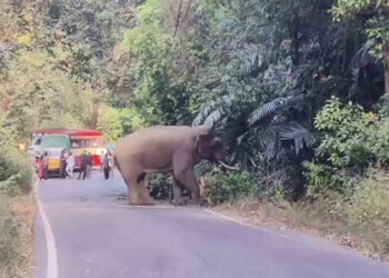 ಚಾರ್ಮಾಡಿ ಘಾಟಿಯಲ್ಲಿ ಒಂಟಿ ಸಲಗ ಪ್ರತ್ಯಕ್ಷ :ವಾಹನ ಸವಾರರಲ್ಲಿ ಆತಂಕ..!!