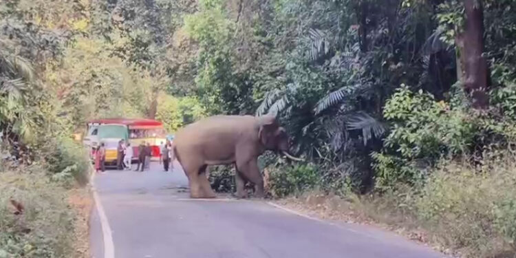 ಚಾರ್ಮಾಡಿ ಘಾಟಿಯಲ್ಲಿ ಒಂಟಿ ಸಲಗ ಪ್ರತ್ಯಕ್ಷ :ವಾಹನ ಸವಾರರಲ್ಲಿ ಆತಂಕ..!!