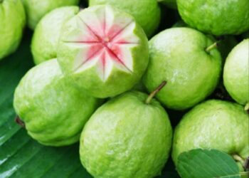 ಕರಾವಳಿ ರೈತರಿಂದ ಪೇರಳೆ ಕೃಷಿಯಲ್ಲಿ ಹೊಸ ಪ್ರಯತ್ನ – ಹವಾಮಾನದ ಸವಾಲುಗಳನ್ನು ಮೀರಿಸಿ ಯಶಸ್ಸು..!