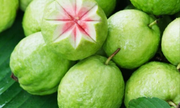 ಕರಾವಳಿ ರೈತರಿಂದ ಪೇರಳೆ ಕೃಷಿಯಲ್ಲಿ ಹೊಸ ಪ್ರಯತ್ನ – ಹವಾಮಾನದ ಸವಾಲುಗಳನ್ನು ಮೀರಿಸಿ ಯಶಸ್ಸು..!