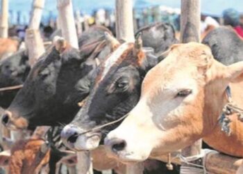 ಅಕ್ರಮ ಜಾನುವಾರು ಸಾಗಾಟ: ಕೊಳ್ನಾಡಿನಲ್ಲಿ ವಾಹನ ವಶಕ್ಕೆ…!