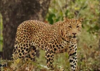 ದೇವಳಗುಜ್ಜಿಯಲ್ಲಿ ಬೋನಿಗೆ ಬಿದ್ದ ಚಿರತೆ; ಅಭಯಾರಣ್ಯಕ್ಕೆ ಸ್ಥಳಾಂತರ….!