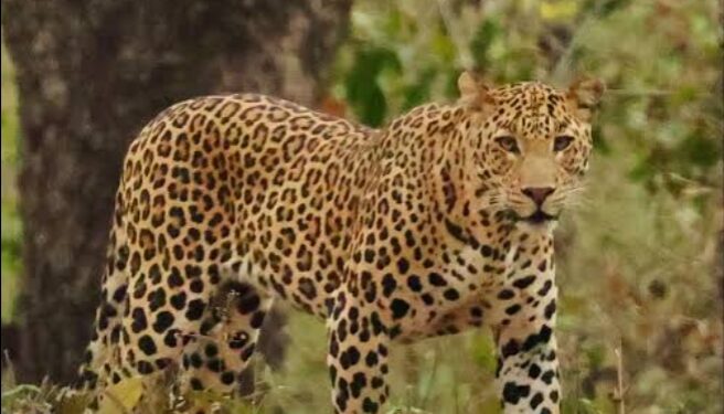 ದೇವಳಗುಜ್ಜಿಯಲ್ಲಿ ಬೋನಿಗೆ ಬಿದ್ದ ಚಿರತೆ; ಅಭಯಾರಣ್ಯಕ್ಕೆ ಸ್ಥಳಾಂತರ….!