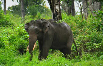 ಪುತ್ತೂರು ಗಡಿ ಭಾಗದಲ್ಲಿ ಕಾಡಾನೆ ಕಾಟ ತೀವ್ರ: ರೈತರಲ್ಲಿ ಆತಂಕ…!