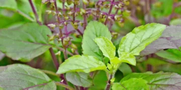 ಮನೆಯ ತುಳಸಿಯಿಂದಲೇ ಹೊಳೆಯುವ ಚರ್ಮ: ಮೊಡವೆಗಳಿಗೆ ನೈಸರ್ಗಿಕ ಪರಿಹಾರ…!