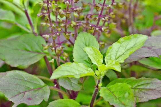 ಮನೆಯ ತುಳಸಿಯಿಂದಲೇ ಹೊಳೆಯುವ ಚರ್ಮ: ಮೊಡವೆಗಳಿಗೆ ನೈಸರ್ಗಿಕ ಪರಿಹಾರ…!