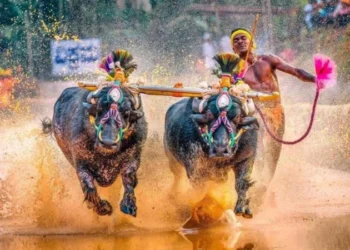 ಎರ್ಮಾಳು ತೆಂಕ ಬಡಾ ಜೋಡುಕರೆ ಕಂಬಳ: 195 ಜೋಡಿ ಕೋಣಗಳ ರೋಚಕ ಪೈಪೋಟಿ..!