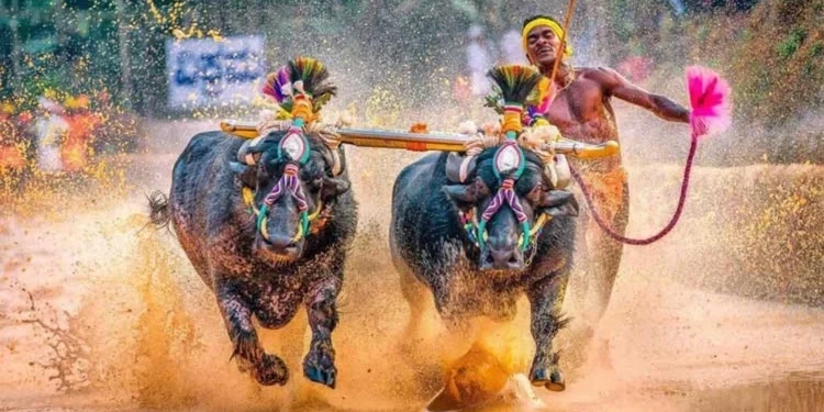 ಎರ್ಮಾಳು ತೆಂಕ ಬಡಾ ಜೋಡುಕರೆ ಕಂಬಳ: 195 ಜೋಡಿ ಕೋಣಗಳ ರೋಚಕ ಪೈಪೋಟಿ..!