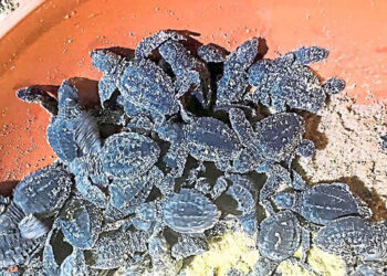 ಆಲಿವ್ ರಿಡ್ಲಿ ಆಮೆ ಸಂರಕ್ಷಣೆ: ಮಂಗಳೂರು ಕಡಲತೀರಗಳಲ್ಲಿ ಮರಿಗಳ ಸುರಕ್ಷಿತ ಬಿಡುಗಡೆ…!