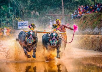 ಪೇಟಾ ಅರ್ಜಿ ವಜಾ: ಕಂಬಳಕ್ಕೆ ಸುಪ್ರೀಂ ಕೋರ್ಟ್ ಬೆಂಬಲ…!