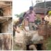 ಕುಕ್ಕಿಕಟ್ಟೆ ಕಾಲುವೆ ದುರ್ಗಂಧ ಸಮಸ್ಯೆ ಪರಿಹಾರ – ನಗರಾಡಳಿತದಿಂದ ತುರ್ತು ಕ್ರಮ..!
