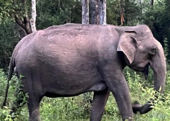 ಸುಳ್ಯದಲ್ಲಿ ಮತ್ತೆ ಕಾಡಾನೆ ಹಾವಳಿ; ರೈತರ ಸಂಕಷ್ಟ ಹೆಚ್ಚಳ…!