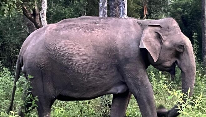 ಸುಳ್ಯದಲ್ಲಿ ಮತ್ತೆ ಕಾಡಾನೆ ಹಾವಳಿ; ರೈತರ ಸಂಕಷ್ಟ ಹೆಚ್ಚಳ…!