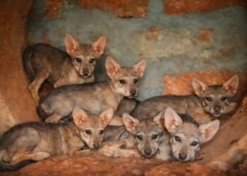 ಪಿಲಿಕುಳ ಜೈವಿಕ ಉದ್ಯಾನವನದಲ್ಲಿ ತೋಳಗಳ ಮೊದಲ ಸಂತಾನೋತ್ಪತ್ತಿ…!