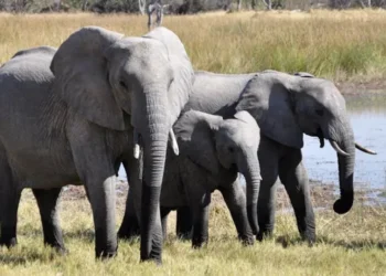 ಕಾಡಾನೆ–ಮಾನವ ಸಂಘರ್ಷ ನಿಯಂತ್ರಣಕ್ಕೆ ರಾಜ್ಯದಲ್ಲಿ ಎಲಿಫೆಂಟ್ ಟಾಸ್ಕ್ ಫೋರ್ಸ್ ರಚನೆ..!