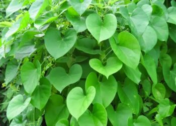 ಆರೋಗ್ಯದ ಅಮೃತ ‘ಅಮೃತಬಳ್ಳಿ’: ಅನೇಕ ಕಾಯಿಲೆಗಳಿಗೆ ನೈಸರ್ಗಿಕ ಔಷಧ 🌿