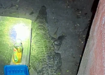 ಮನೆ ಅಂಗಳಕ್ಕೆ ನುಗ್ಗಿದ ಬೃಹತ್ ಮೊಸಳೆ; ಸ್ಥಳೀಯರಲ್ಲಿ ಆತಂಕ…!