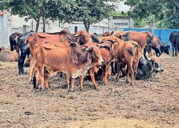 ಅಕ್ರಮ ಜಾನುವಾರು ವಧೆ ಶೆಡ್ ಮೇಲೆ ದಾಳಿ: 9 ಜಾನುವಾರು ರಕ್ಷಣೆ, 205 ಕೆ.ಜಿ. ಮಾಂಸ ವಶ….!