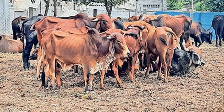 ಅಕ್ರಮ ಜಾನುವಾರು ವಧೆ ಶೆಡ್ ಮೇಲೆ ದಾಳಿ: 9 ಜಾನುವಾರು ರಕ್ಷಣೆ, 205 ಕೆ.ಜಿ. ಮಾಂಸ ವಶ….!