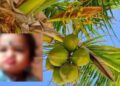 ಬ್ರಹ್ಮಾವರ: ತೆಂಗಿನಕಾಯಿ ತಲೆಗೆ ಬಿದ್ದು ಒಂದೂವರೆ ವರ್ಷದ ಮಗು ದುರ್ಮರಣ