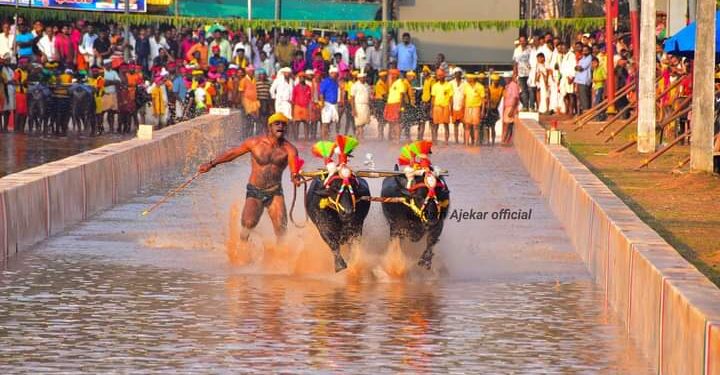 ನಾಡಹಬ್ಬ ದಸರಾದಲ್ಲಿ ಕಂಬಳ ಆಯೋಜನೆಗೆ ಶಾಸಕರ ಅಪಸ್ವರ ವಿಷಾದನೀಯ