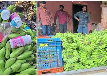 ಅಲೆವೂರಿನಲ್ಲಿ ಬಾಳೆಹಣ್ಣು ದಾಸ್ತಾನು ಕೇಂದ್ರಗಳ ಮೇಲೆ ದಿಢೀರ್ ದಾಳಿ: ಹಾನಿಕಾರಕ ರಾಸಾಯನಿಕ ವಶ..!