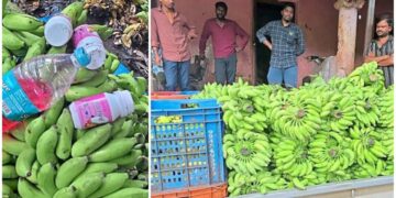 ಅಲೆವೂರಿನಲ್ಲಿ ಬಾಳೆಹಣ್ಣು ದಾಸ್ತಾನು ಕೇಂದ್ರಗಳ ಮೇಲೆ ದಿಢೀರ್ ದಾಳಿ: ಹಾನಿಕಾರಕ ರಾಸಾಯನಿಕ ವಶ..!